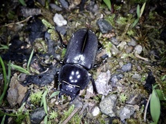 Dorcus rectus rectus