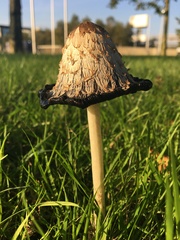 Coprinus comatus
