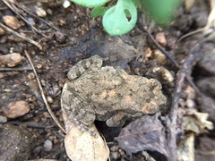 Duttaphrynus melanostictus