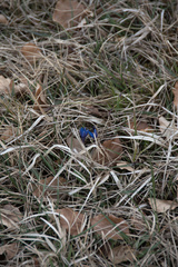 Gentiana verna