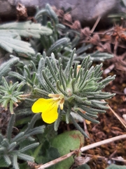 Ajuga chamaepitys