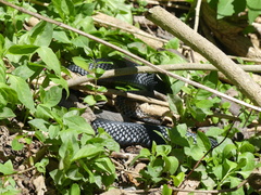 Pseudechis porphyriacus