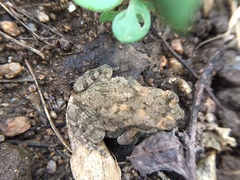 Duttaphrynus melanostictus