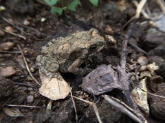 Duttaphrynus melanostictus