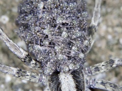 Lycosa coelestis