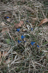 Gentiana verna