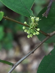 Angiospermae