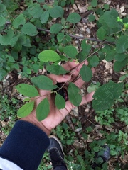 Angiospermae
