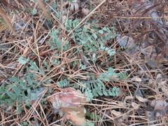 Astragalus danicus