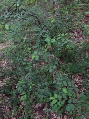 Angiospermae