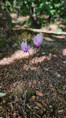 Cyclamen hederifolium