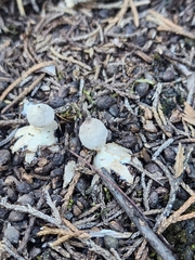 Geastrum tenuipes