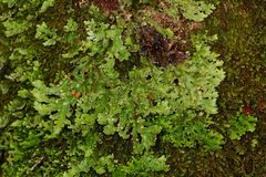 Pseudocyphellaria glabra