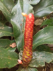 Costus