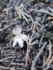 Geastrum tenuipes