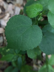 Malvaceae
