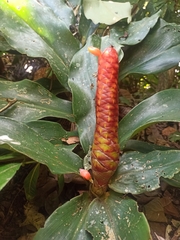 Costus