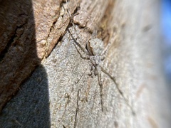 Tamopsis