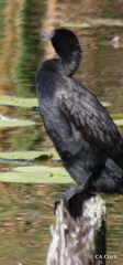 Phalacrocorax sulcirostris