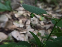 Malvaceae