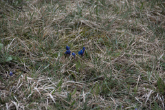 Gentiana verna