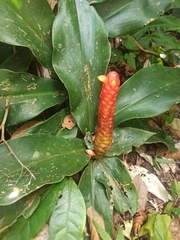 Costus