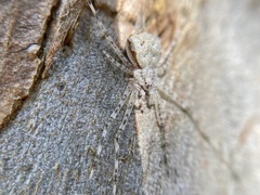 Tamopsis