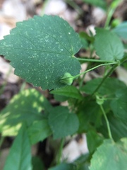 Malvaceae