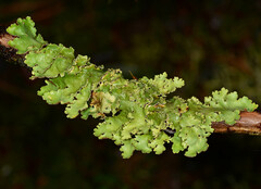 Pseudocyphellaria glabra