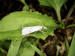 Pseudargyria interruptella