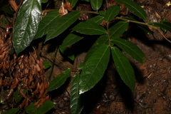 Ficus coronata