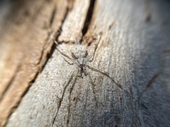 Tamopsis
