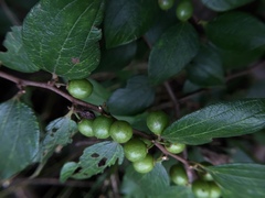 Ziziphus oenopolia