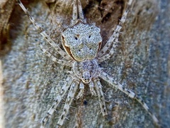 Tamopsis