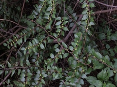 Ziziphus oenopolia