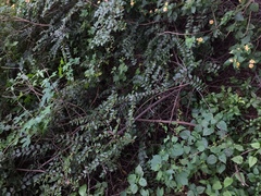 Ziziphus oenopolia