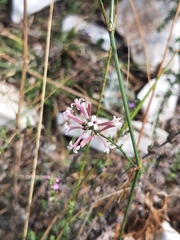 Asperula aristata