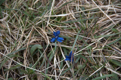 Gentiana verna