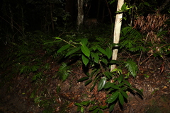 Ficus coronata