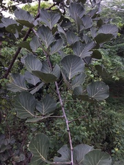 Butea monosperma