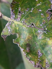Homoneura