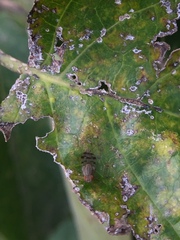 Homoneura