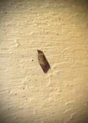 Acleris fragariana