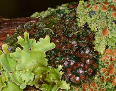 Leioderma pycnophorum