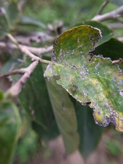 Homoneura