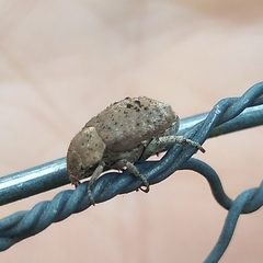 Hoplia sordida