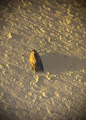 Acleris fragariana