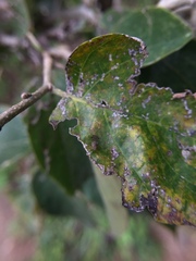 Homoneura