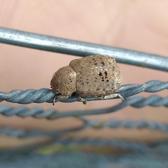 Hoplia sordida