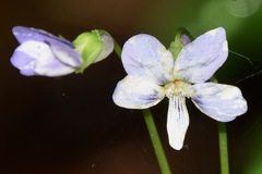 Viola cucullata